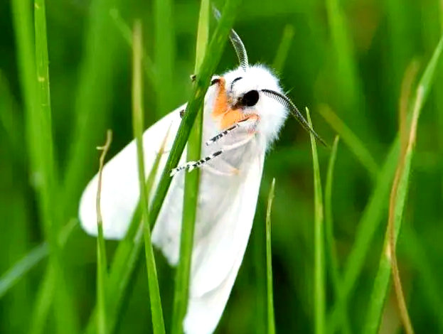 美国白蛾:外来入侵物种的危害与防治