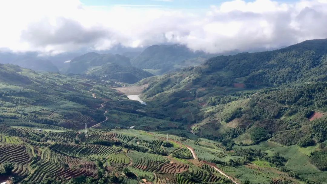 绿美孟连牛油果扮靓庭院经济美丽家园