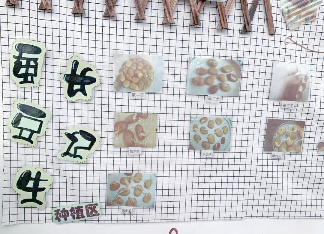 秋日种蚕豆,见证成长的力量