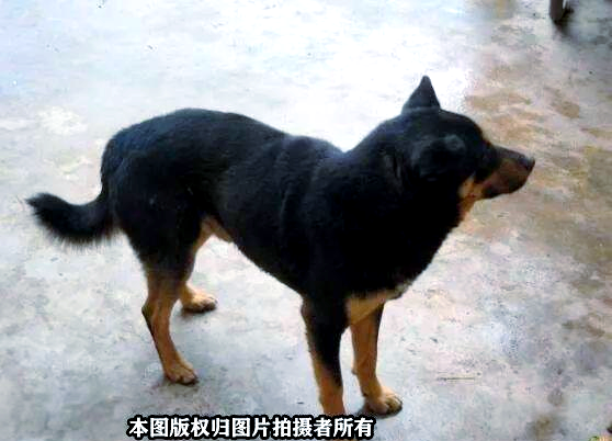 中华田园犬黑色品种图片精选,欣赏多样的中华田园犬!
