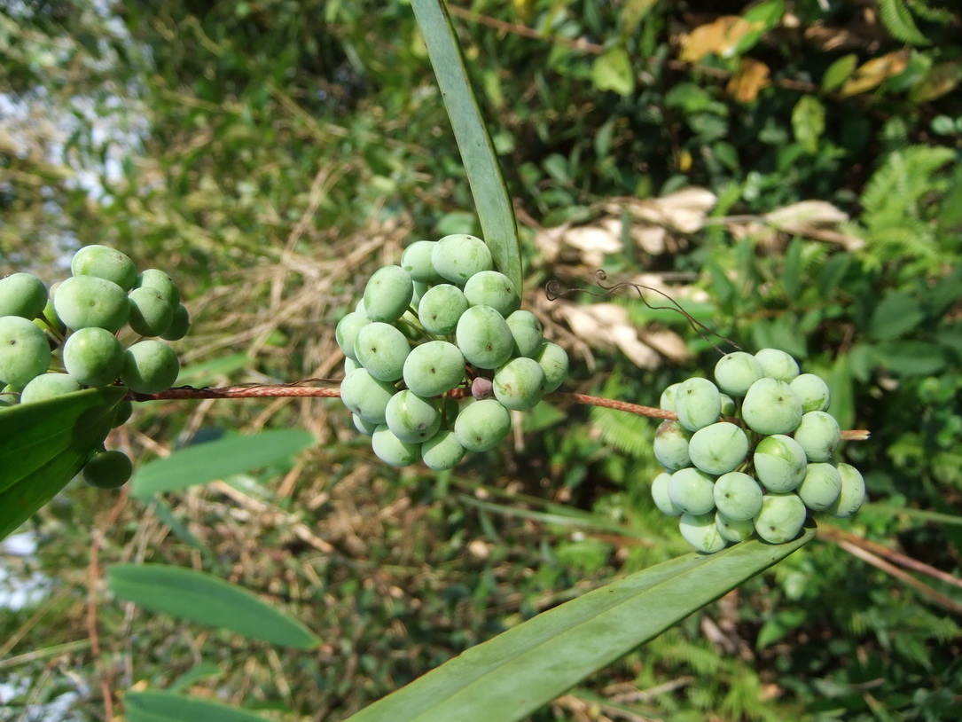 茯苓是个好东西,快来了解下它