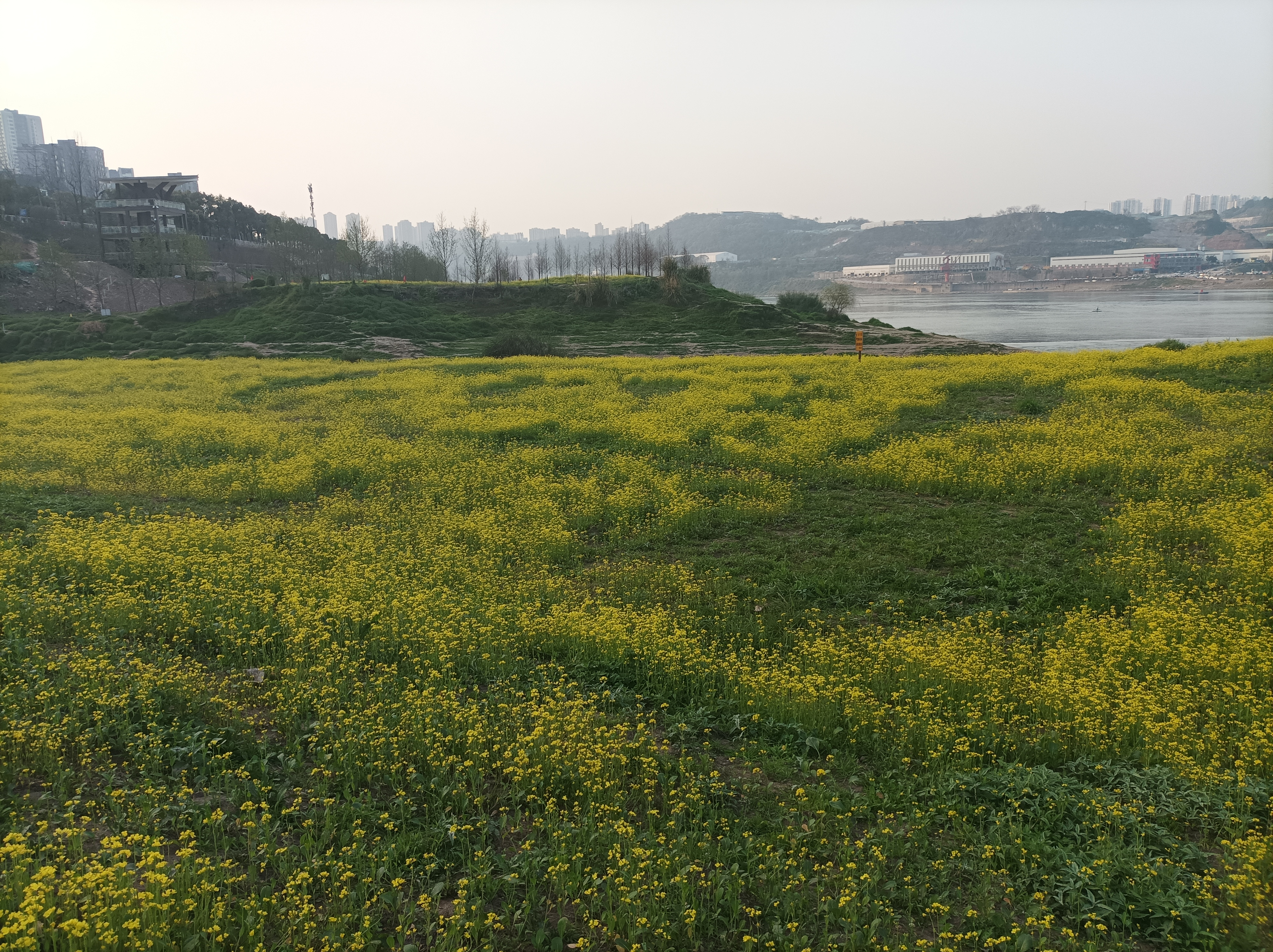 巴滨路油菜花具体位置图片