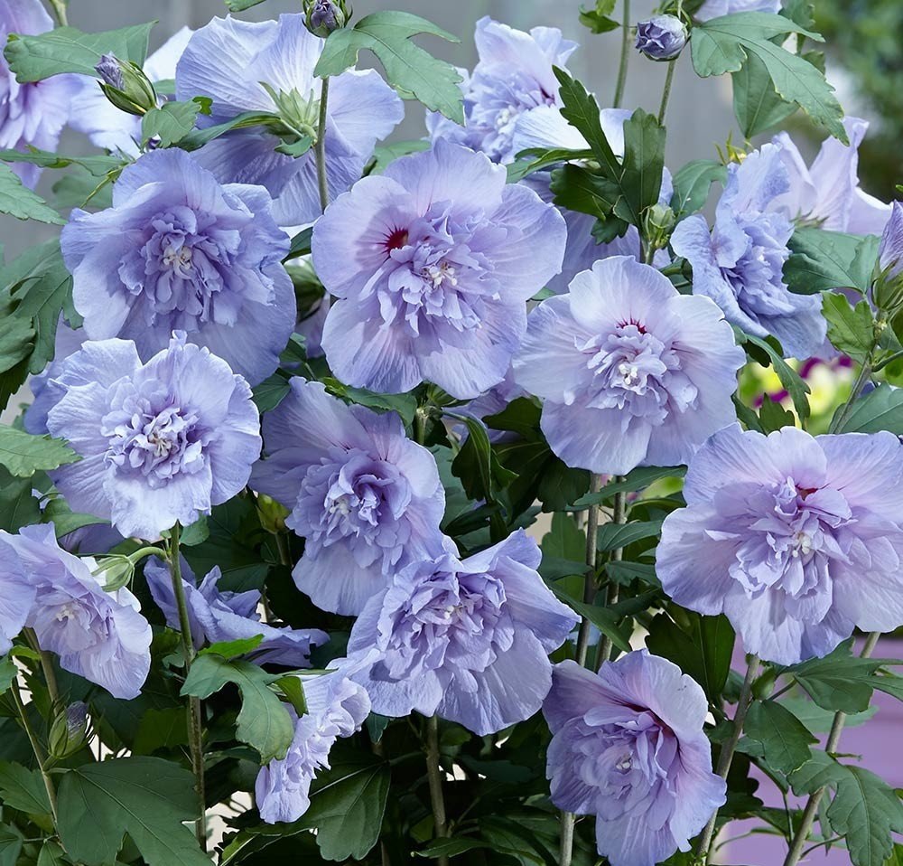 重瓣木槿花"蓝雪纺"—美丽梦幻,耐热好养又爱开花,你值得拥有