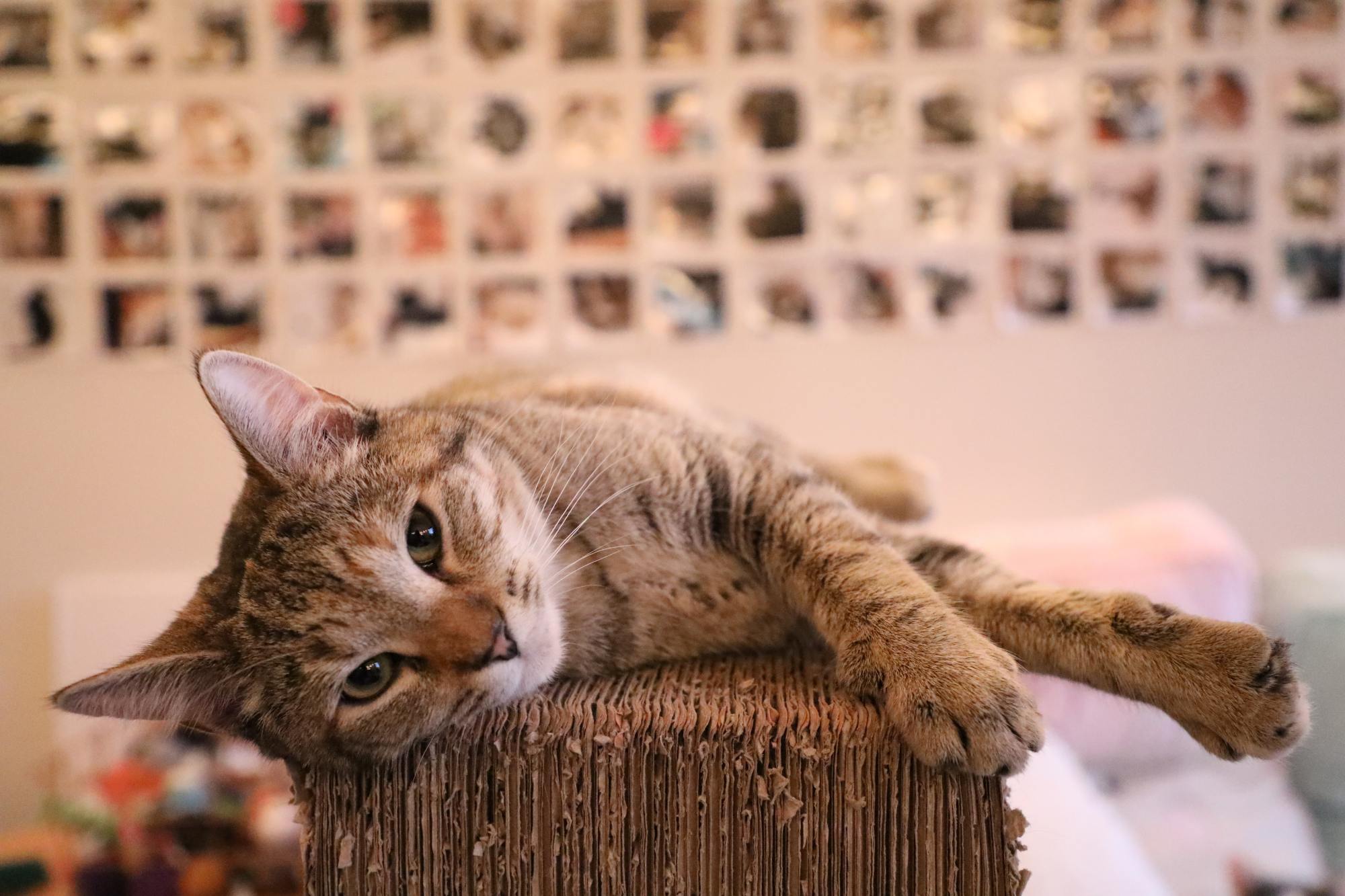 "成熟猫咪的魅力,老道铲屎官才懂"