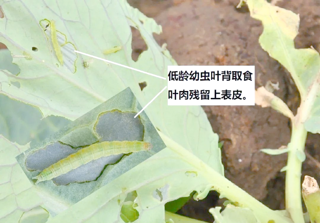 小菜蛾(plutella xylostella linnaeus)的详细知识与多元防治方法