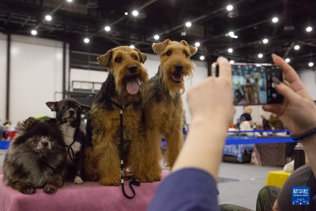 圣彼得堡举行年度春季宠物展