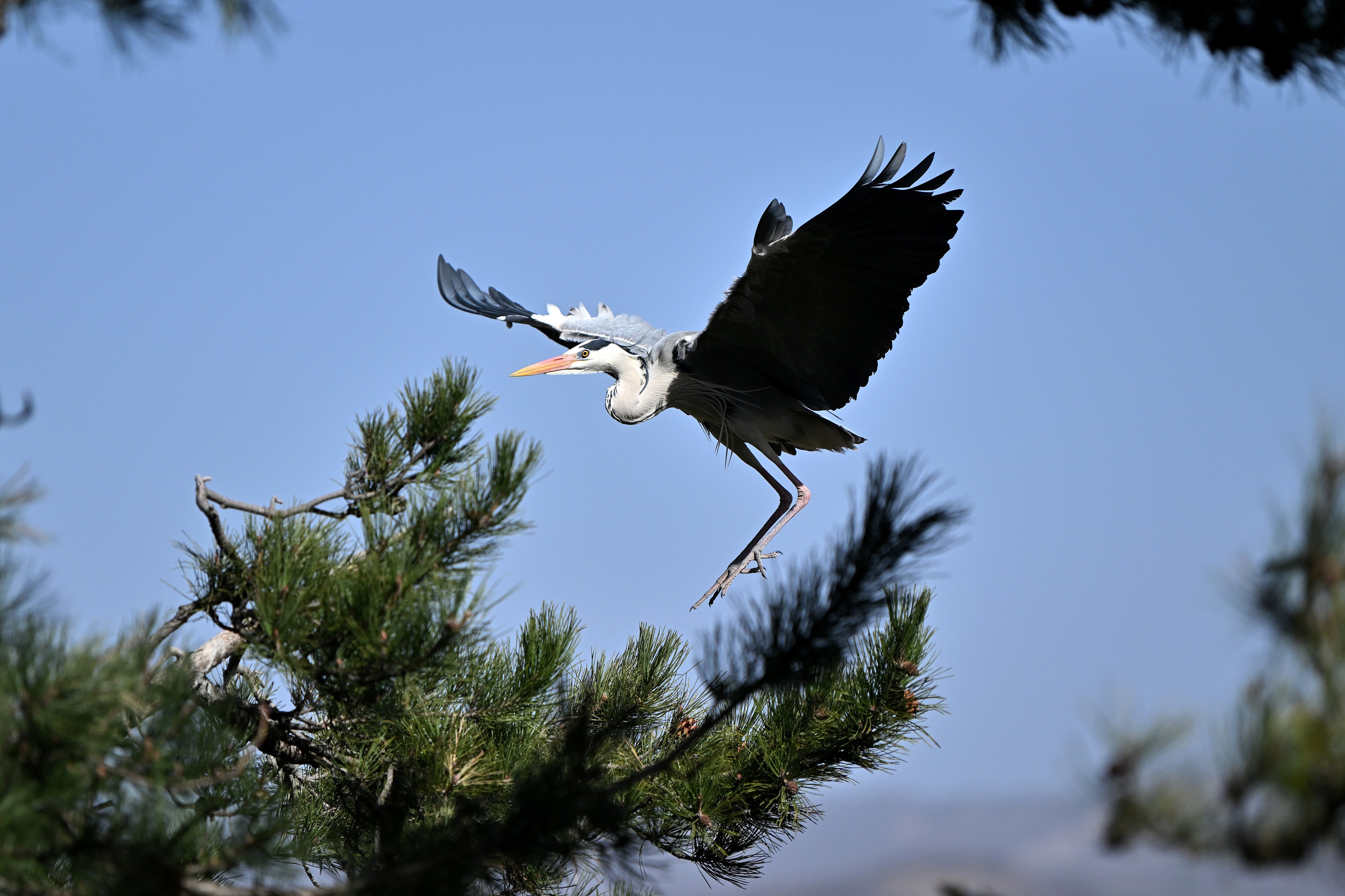 吕梁山上 苍鹭起舞