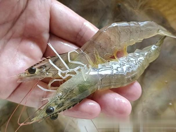 养殖对虾如何预防弧菌感染:专家指导的八大措施