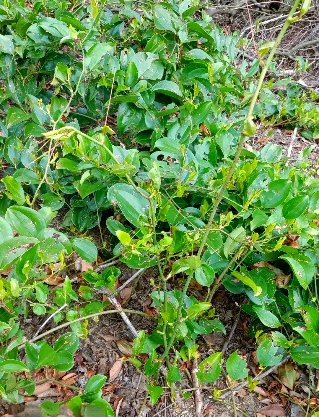 金刚藤:一种多功能的中草药与食用植物