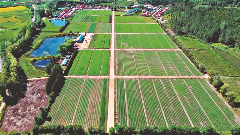 林口林业局有限公司 入列国有林场森林碳汇试点