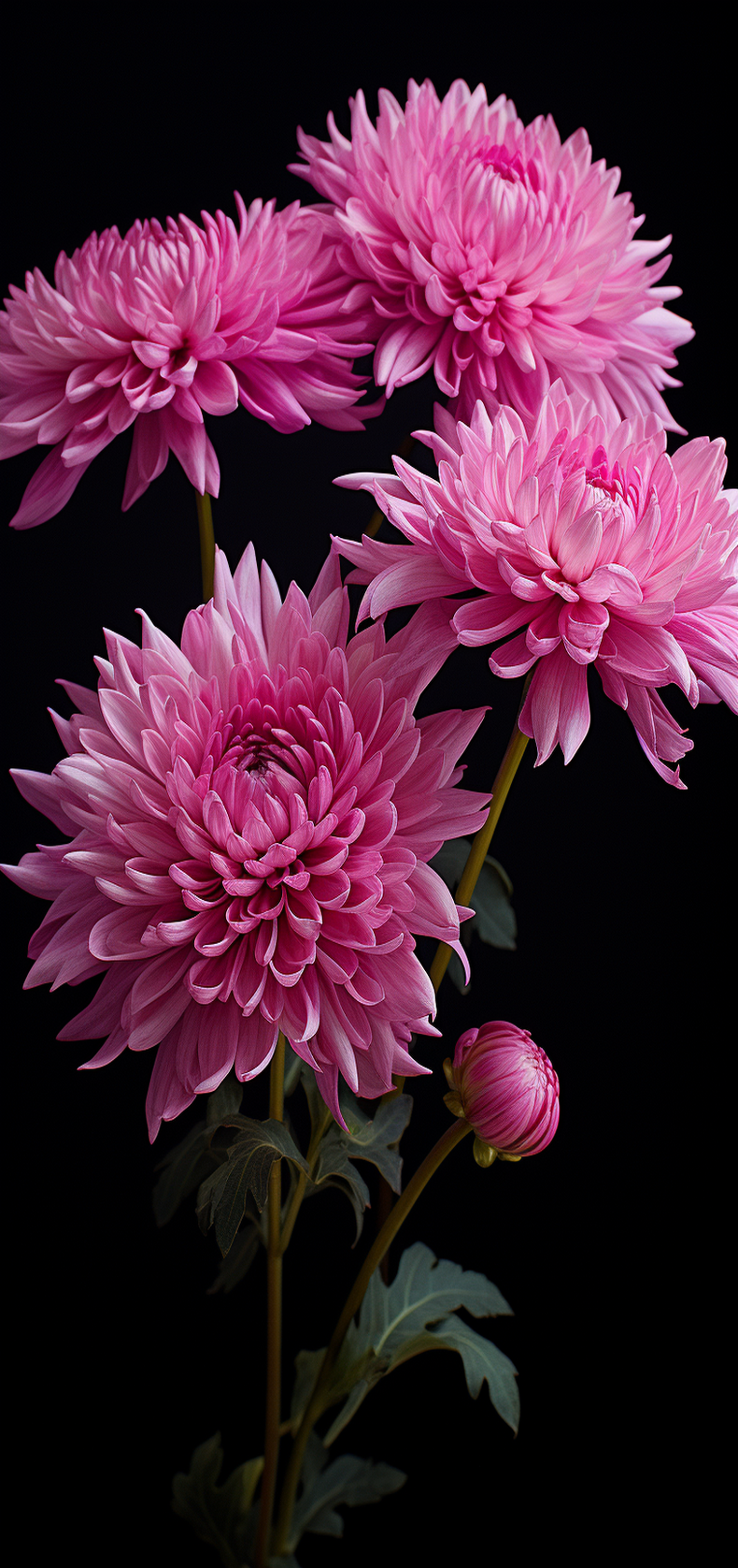 菊花高清壁纸精选:感受自然之美,点亮你的每一天