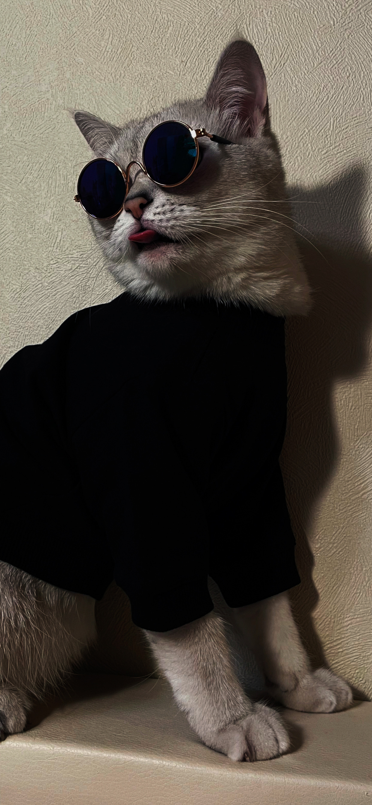 超酷的猫咪壁纸 高清壁纸无水印