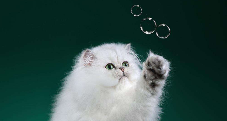 马山山的猫是什么品种