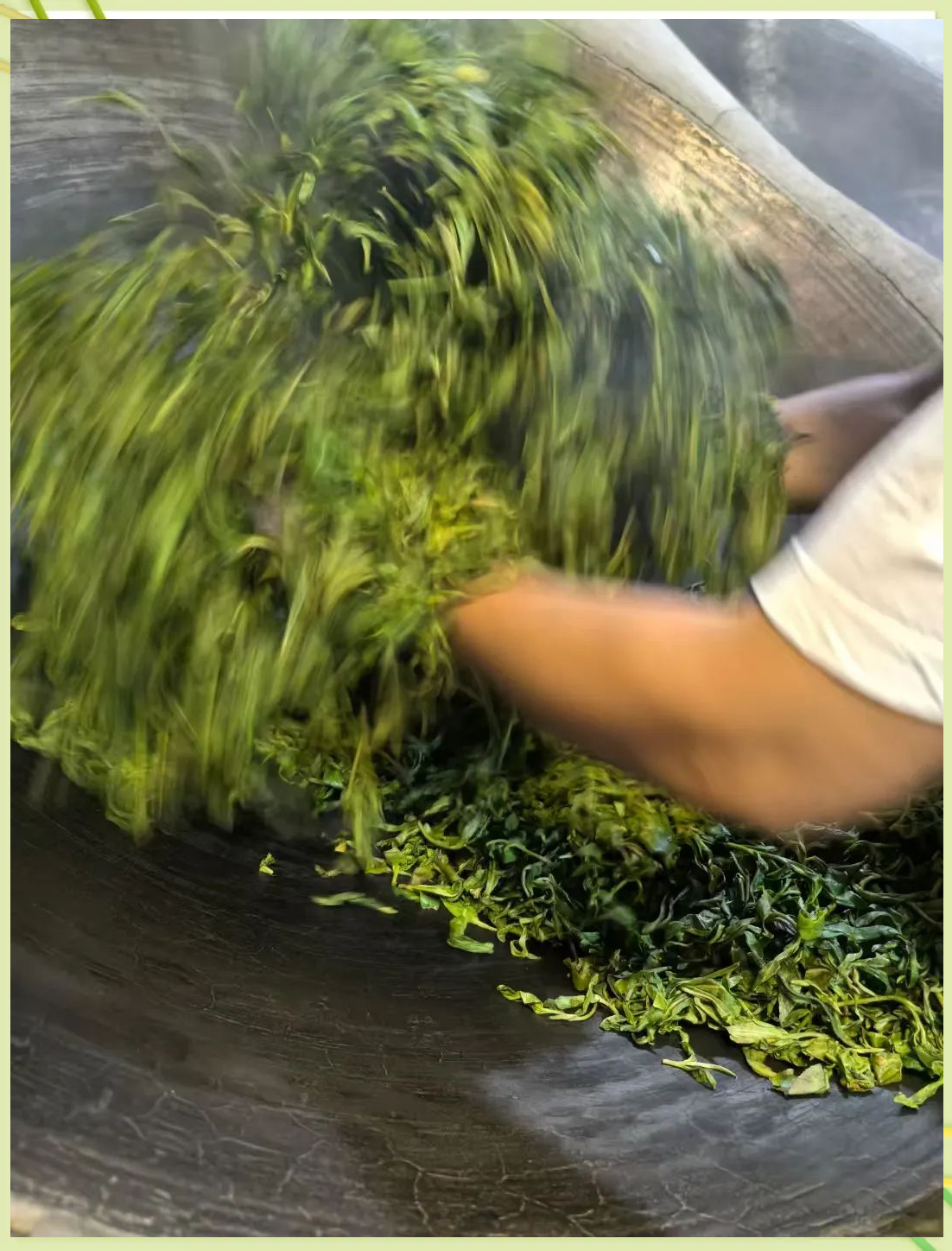 安化黑茶制作工艺:从鲜叶到成品的匠心之路