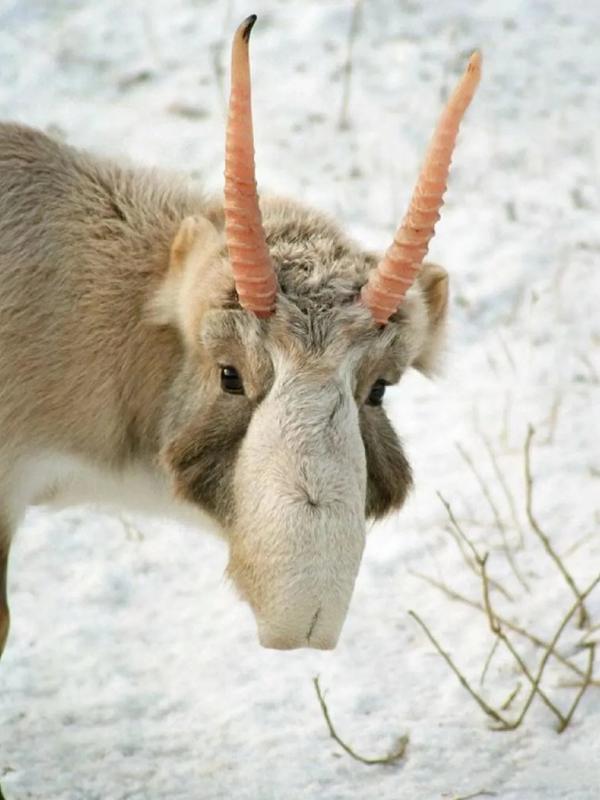 Kazakhstan landscape