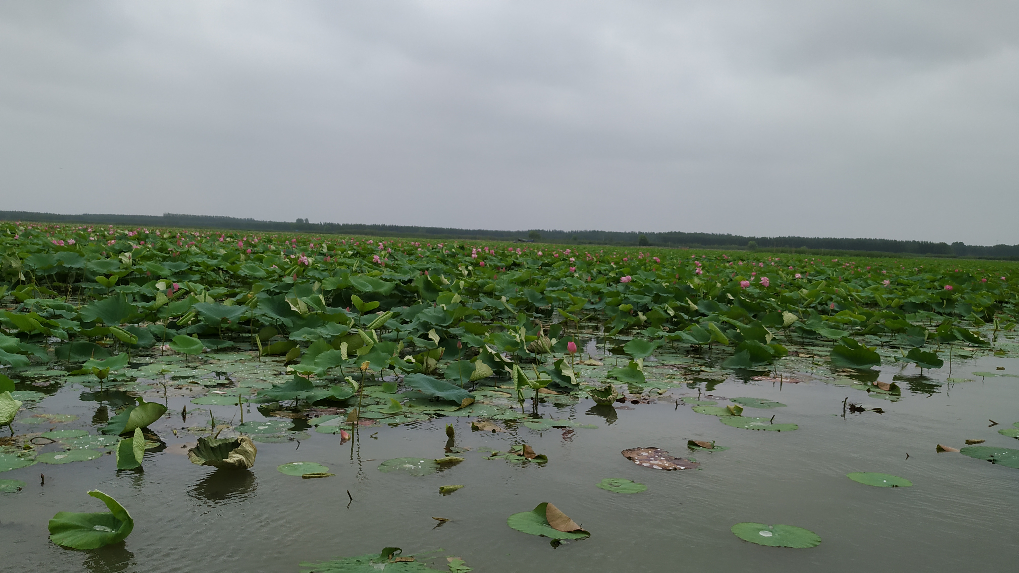 微山湖多大面积,水面属于山东,部分滩地属于江苏所有,你知道吗