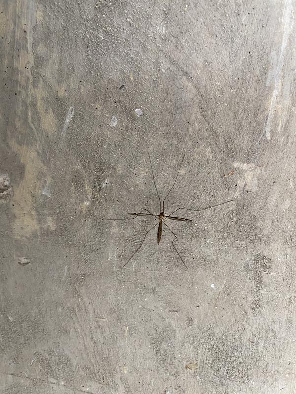 这玩意儿根本就不是蚊子！！！-百货之家