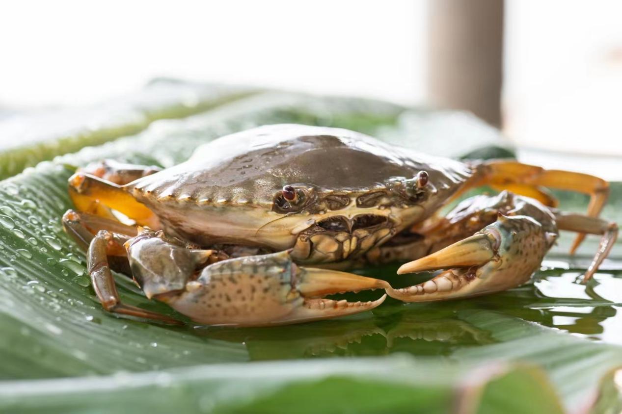 小小青蟹激活十亿产业,广州农商银行助力南沙建设"蓝色粮仓"