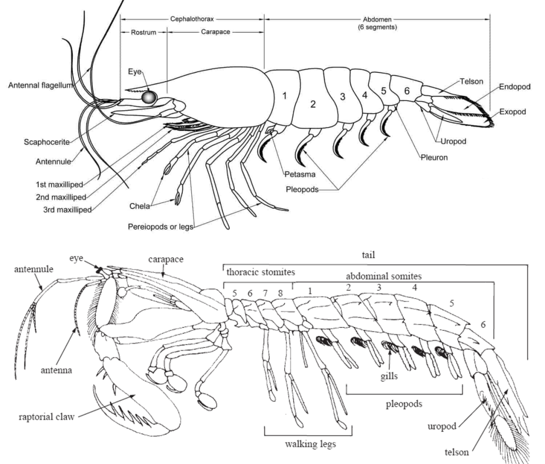 螳螂虾结构图图片