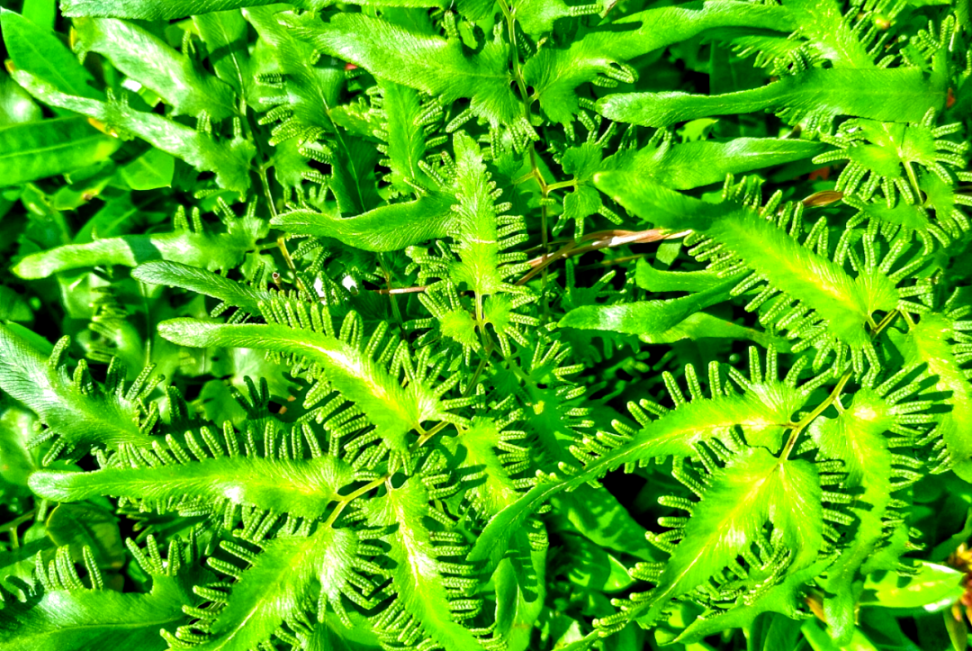 海金沙及其与多种中药的配伍应用指南