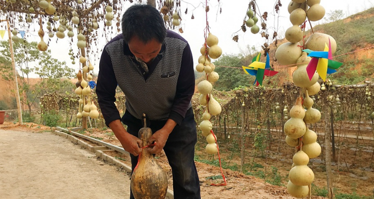 葫芦种植掐尖打叉技术