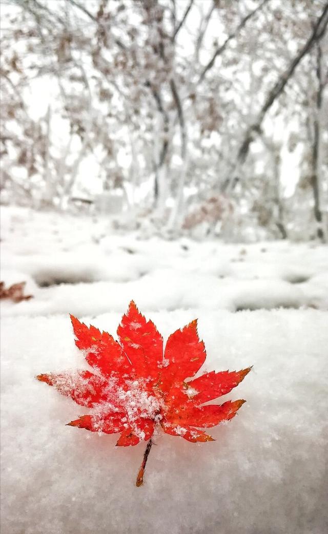立冬未至雪花已来,2021年兰州第一场雪
