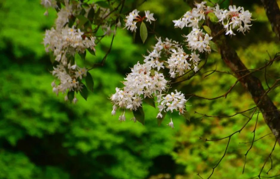 泸州黄荆老林,植物界"活化石"开花了!