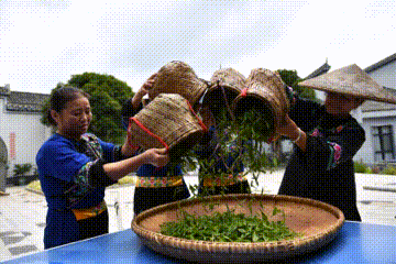 实干中国|沐光而行!产业振兴唱响古丈新茶歌-有驾 实干中国|沐光而行!产业振兴唱响古丈新茶歌-有驾
