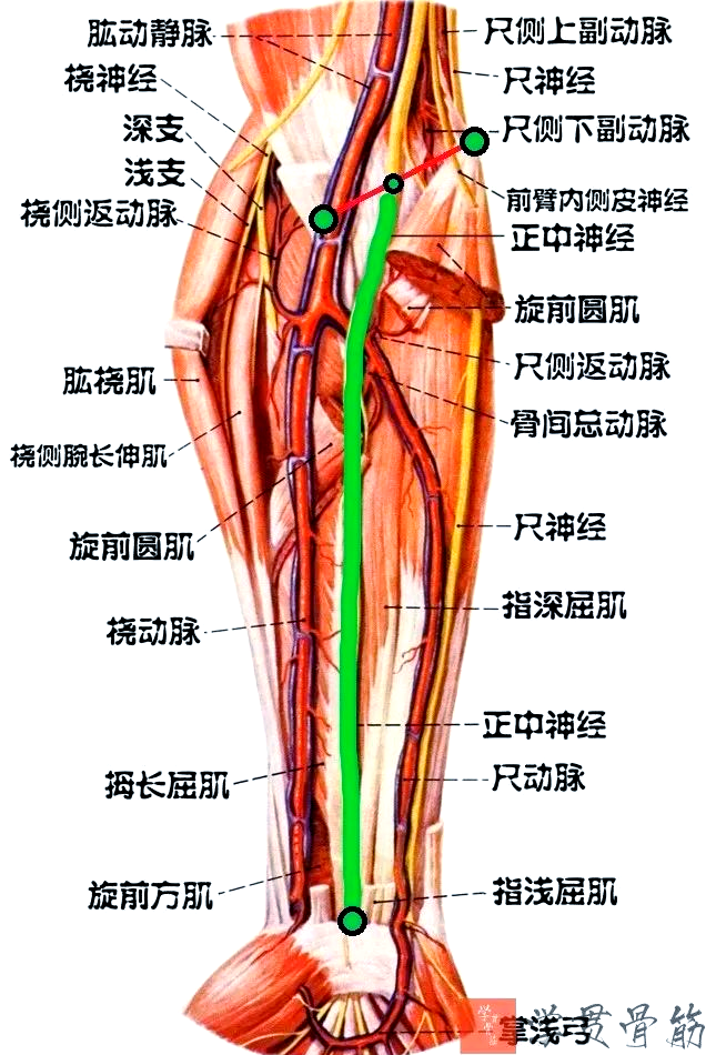 两条动脉最终与掌浅弓和掌深弓相连,共同构成了肩关节周围的血管网络