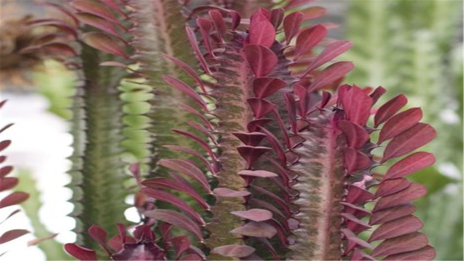 养几株盆栽彩云阁,植株长得特高,经常出差也能养好!