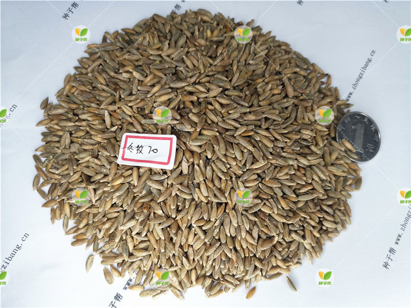 冬牧70 种子大小