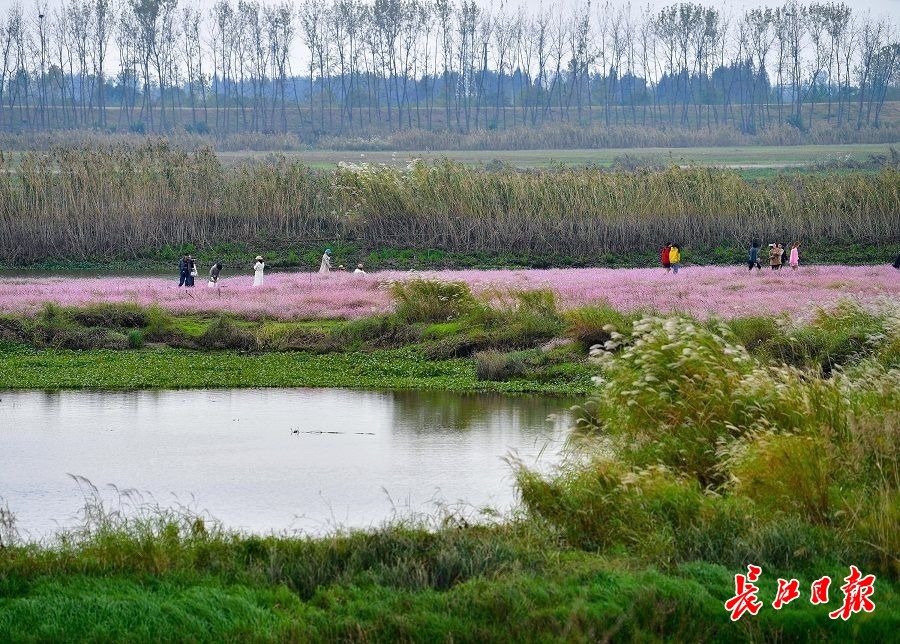 风初冷蓼花红,蔡甸桐湖的河滩美过春