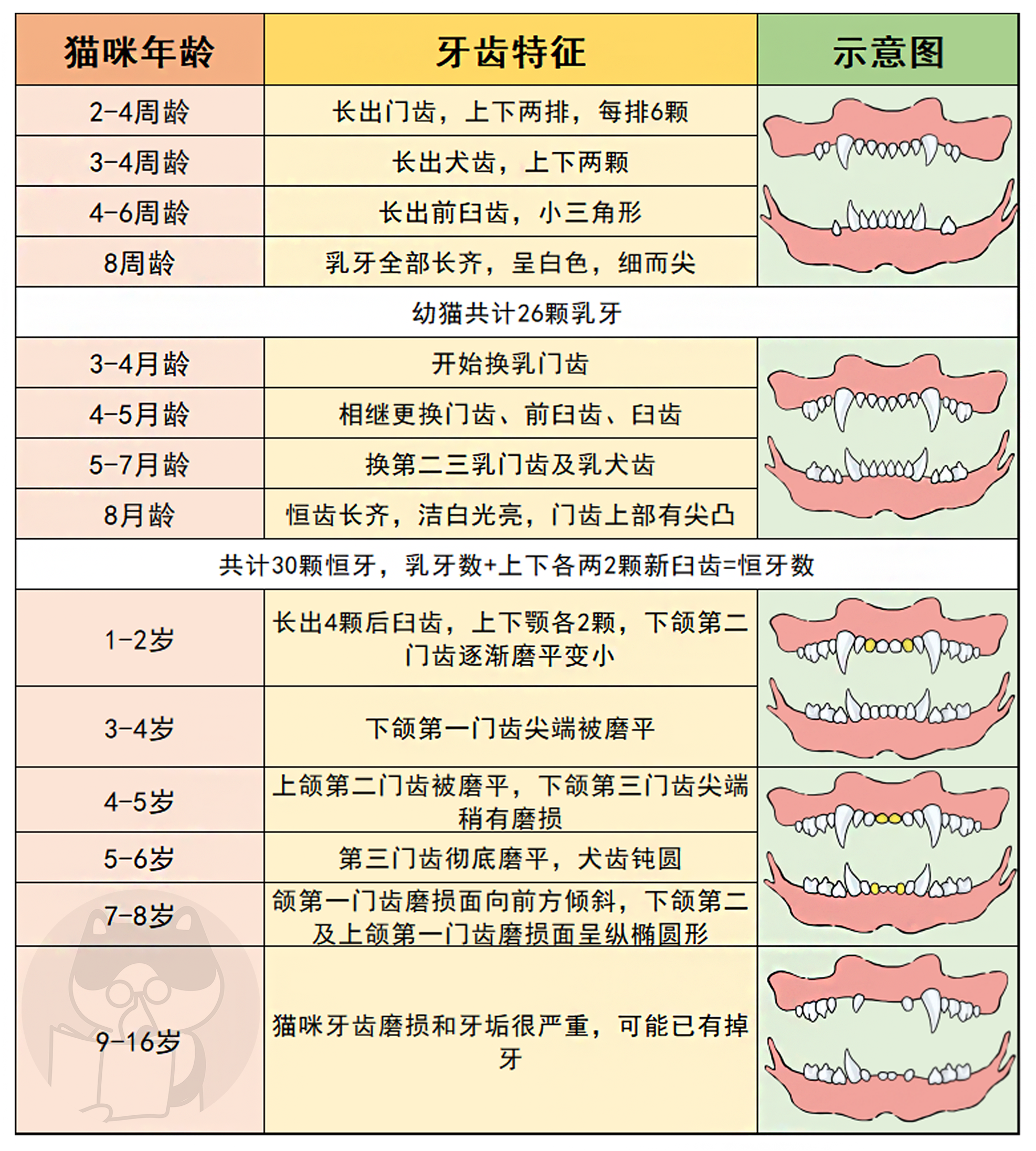 小猫年龄判断图图片