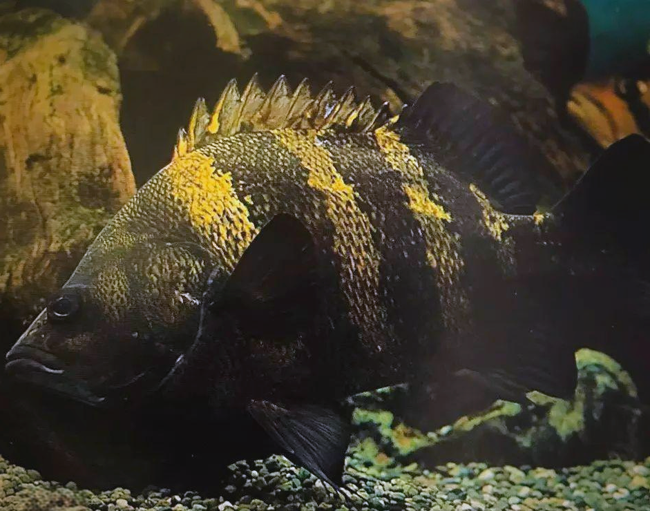 虎鱼种类繁多,你能区分它们吗?