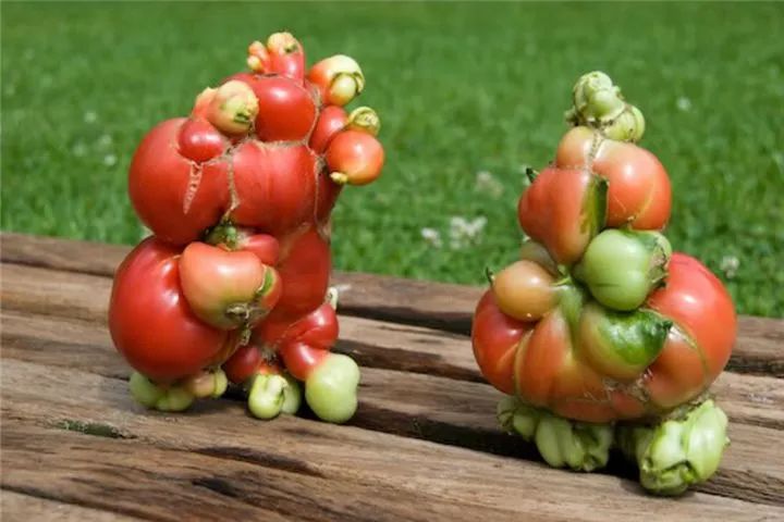 吃下核污染食品后果有多严重