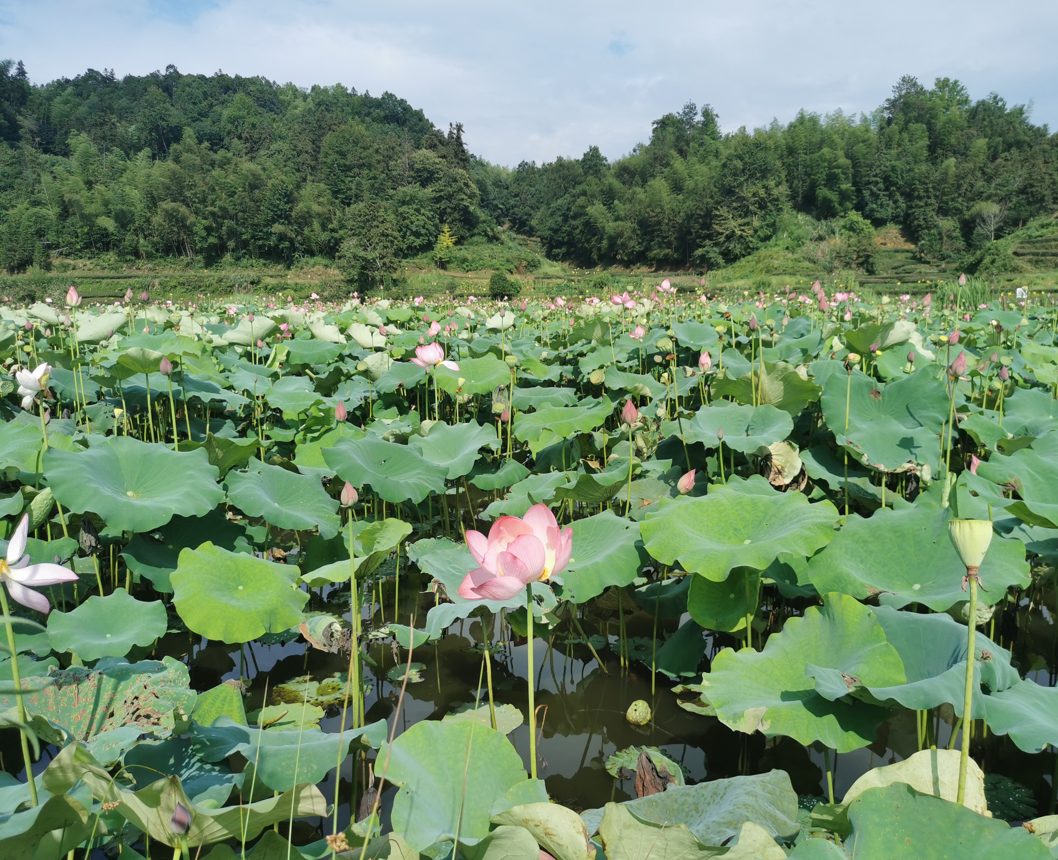 黟县渔亭镇:"荷虾共养"铺就生态致富路