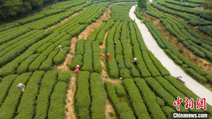 中国名茶之乡广西昭平:生态茶园美景如画