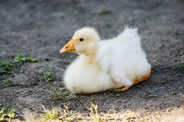 小鹅腿突然瘸了咋回事 鹅雏腿肿腿瘸怎么回事 鹅崽脚发软咋回事