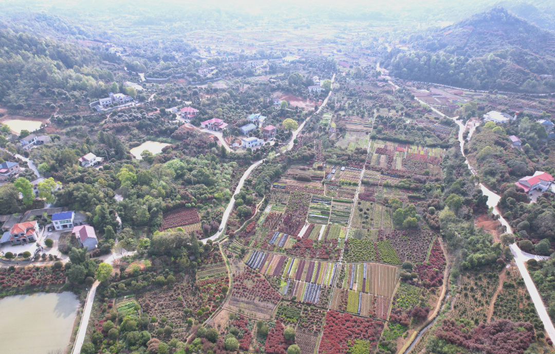 跳马镇以庭院经济助推乡村振兴,激活乡村振兴"一池春水"