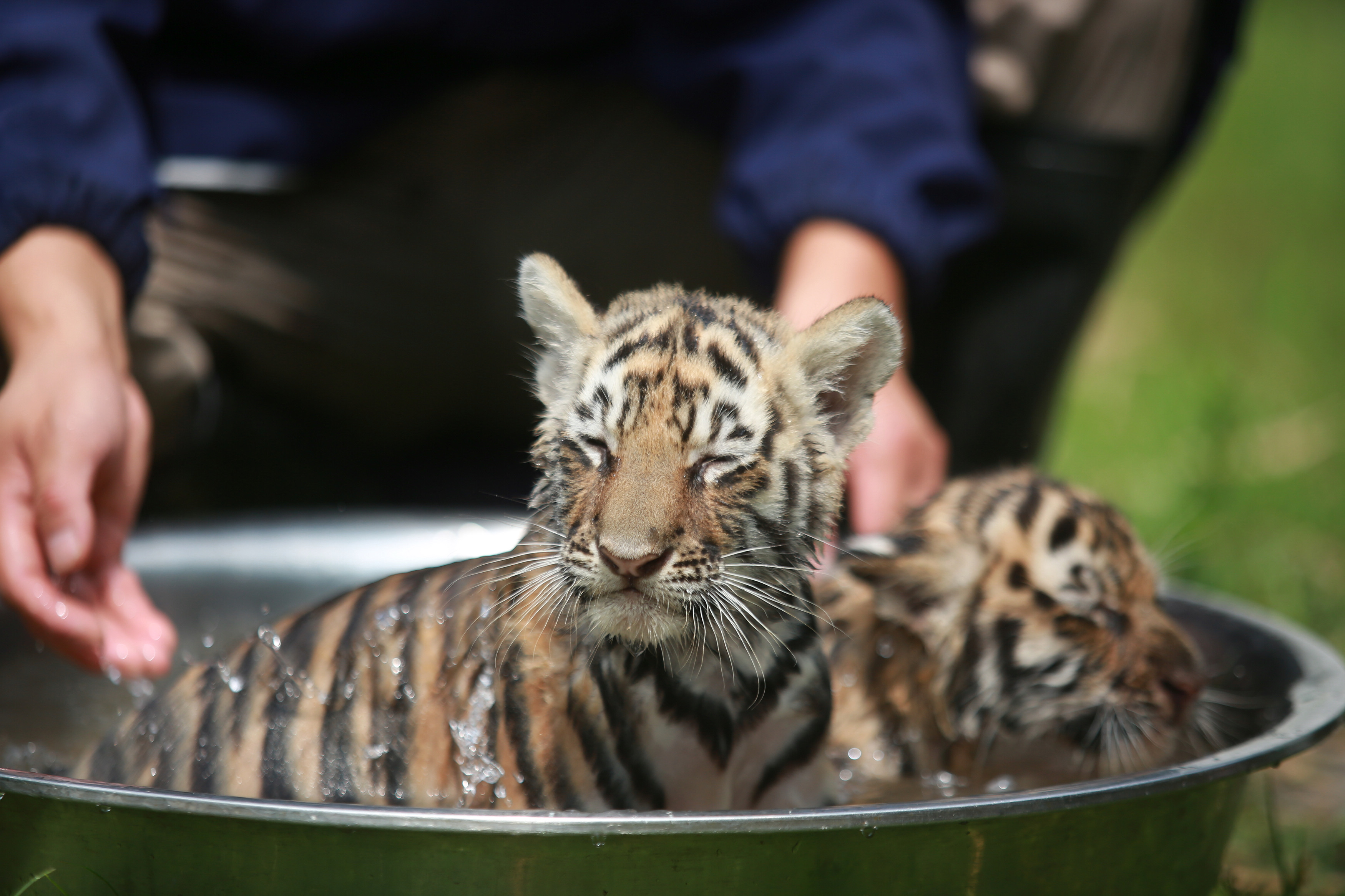 炎炎夏日,它们也拥有了冰镇西瓜的快乐