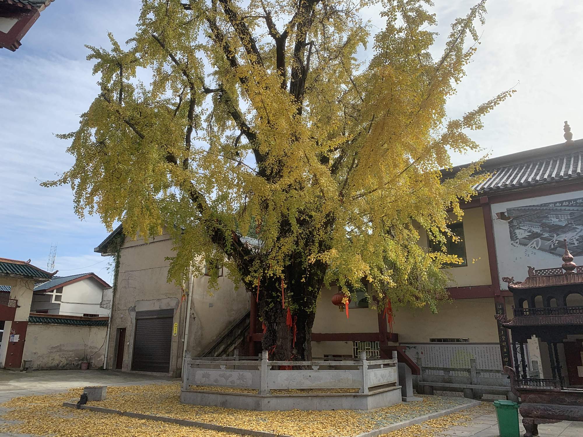 韶山:银田寺古银杏 至美在初冬