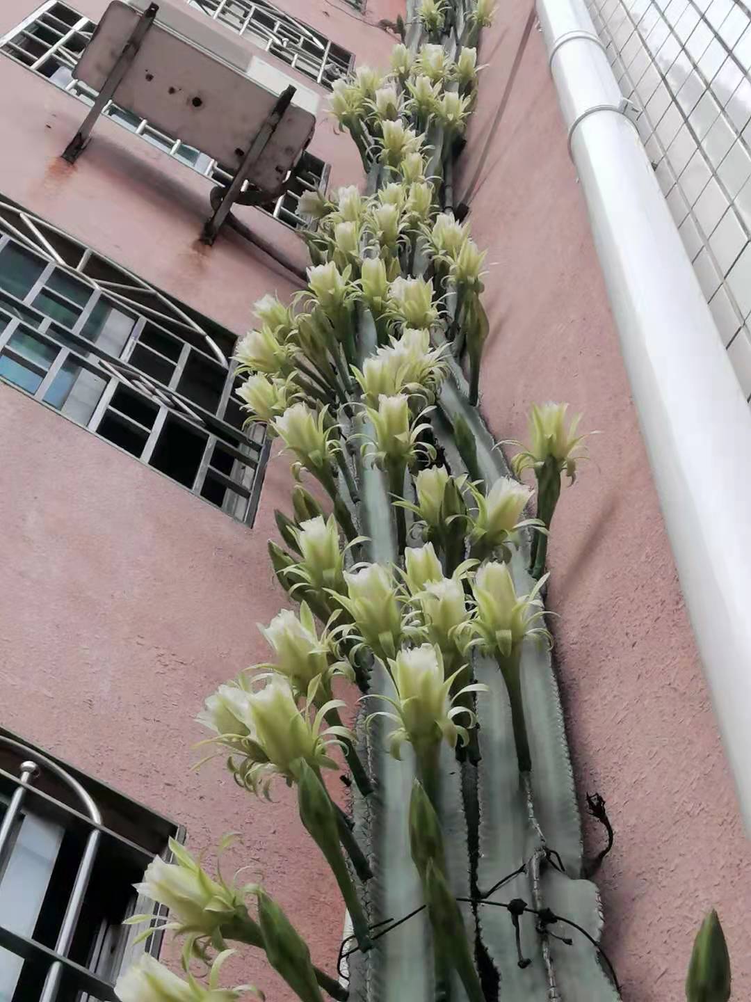 奇特!长洲街惊现6层楼高龙骨花开,吸引周边街坊驻足观赏