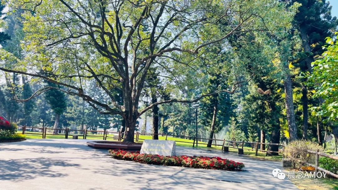 植树节领养春天厦门这些树背后的故事你知道吗