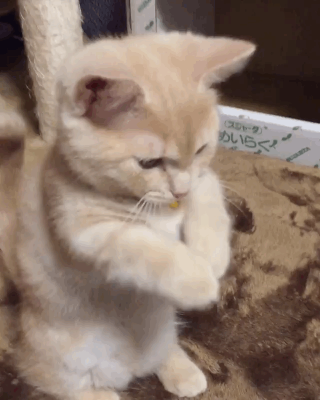 640_800竖版 竖屏gif 动态图 动图