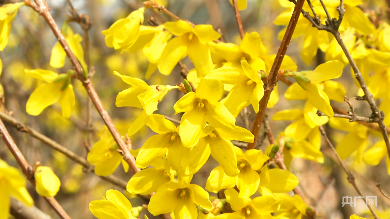 瞰山西|安泽黄花岭景区连翘花海美如画