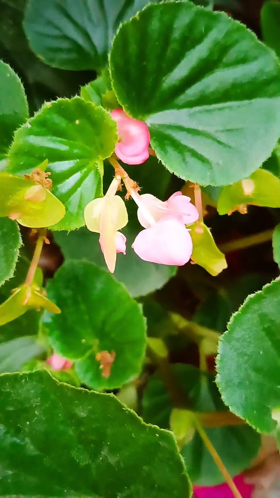 四季海棠叶子宽大翠绿,花朵粉红色像蝴蝶