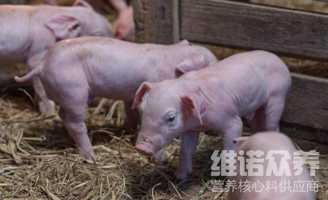 喂小豬的飼料什麼好一些?自配仔豬飼料配方便宜的