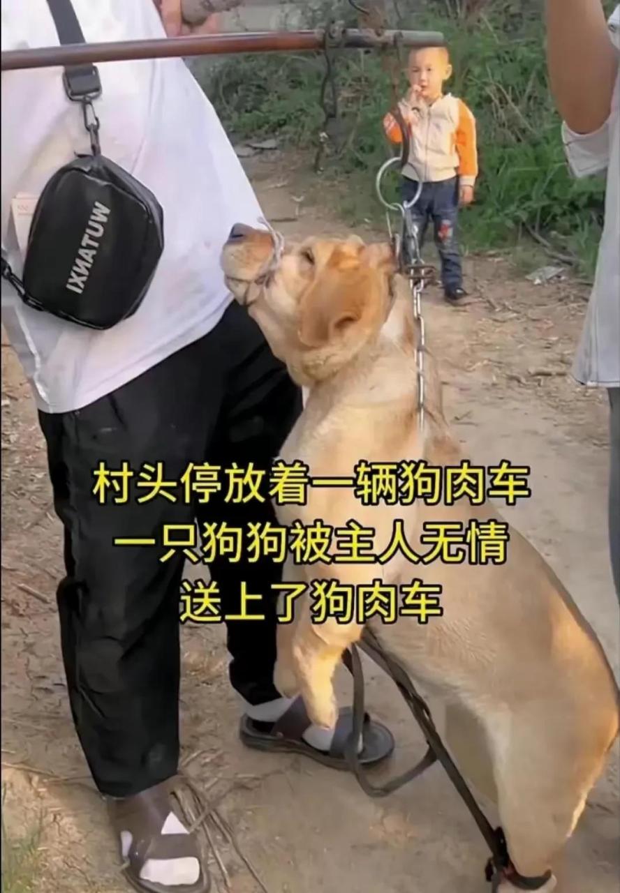 看着狗狗的眼神真的很心疼,狗狗的一生很短既然养这么大都有感情了