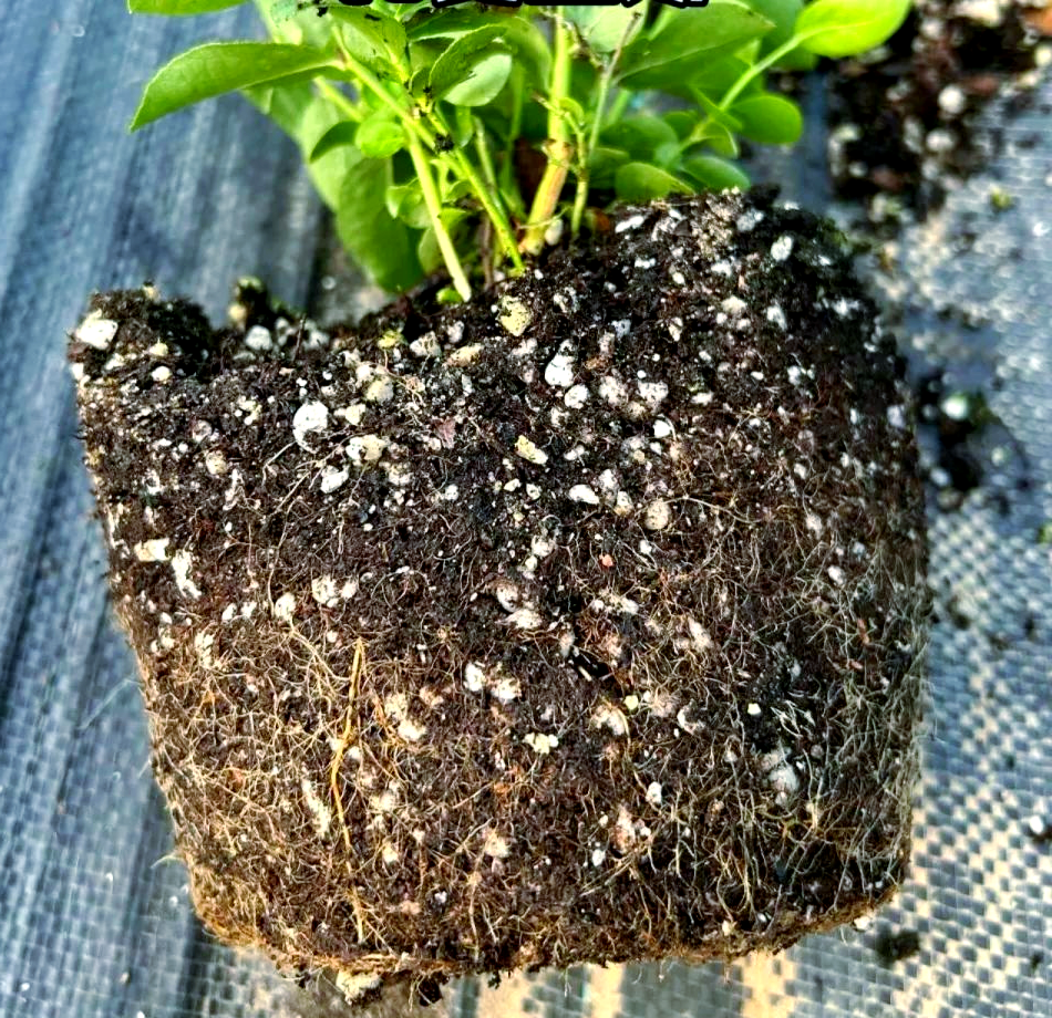 如何有效促进蓝莓根系的生长?