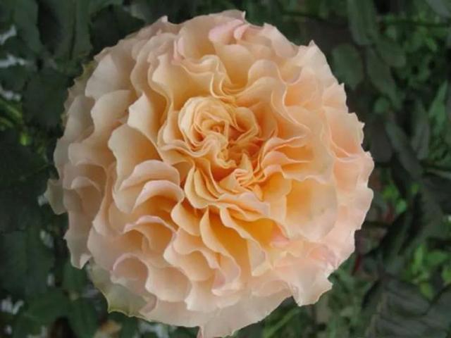 桃色康帕内拉(campanella peach)